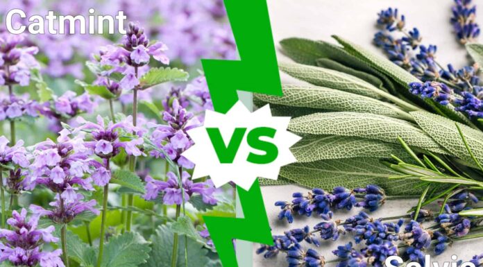 Nepitella vs Salvia: quali sono le loro differenze?
