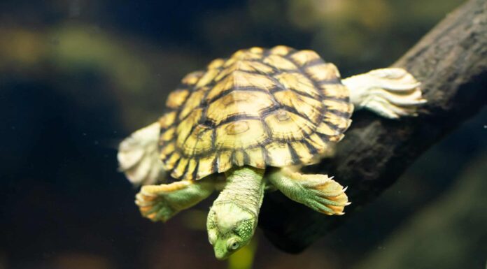 15 fantastiche tartarughe in Australia
