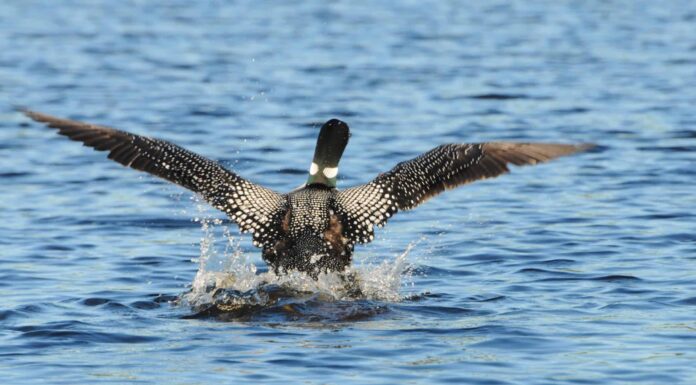 10 Incredibili Fatti Loon Comuni
