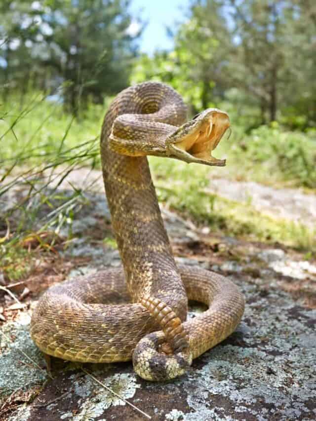 Serpente a sonagli su una roccia