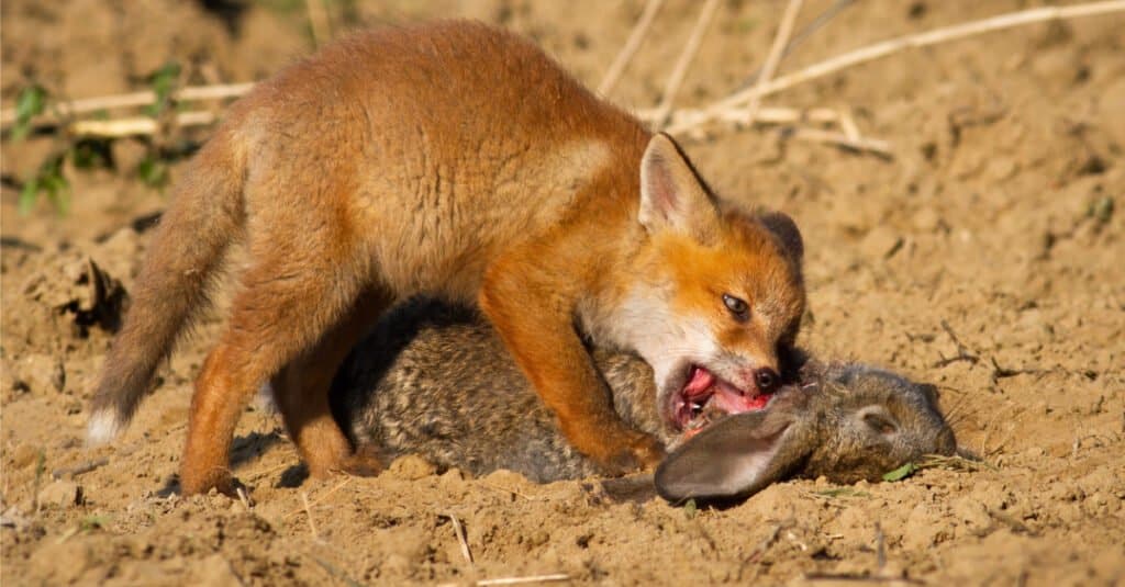 Volpe rossa dai denti di volpe che mangia