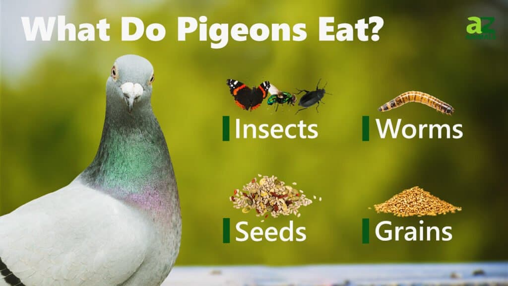 Cosa mangiano i piccioni immagine