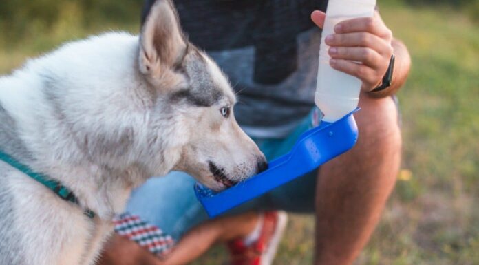 Il tuo cane può bere Pedialyte se è disidratato?
