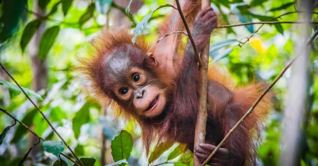 Animali con i pollici opponibili: orangutan