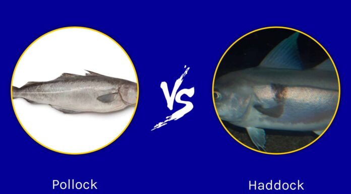 Pollock vs Haddock: quali sono le differenze?
