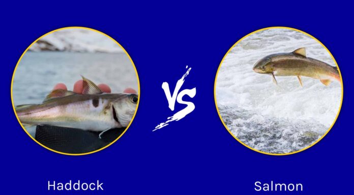 Eglefino vs salmone: quali sono le differenze?
