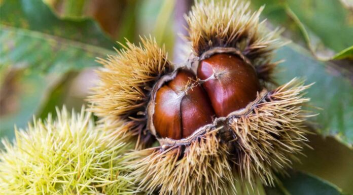 Chinese Chestnut vs American Chestnut