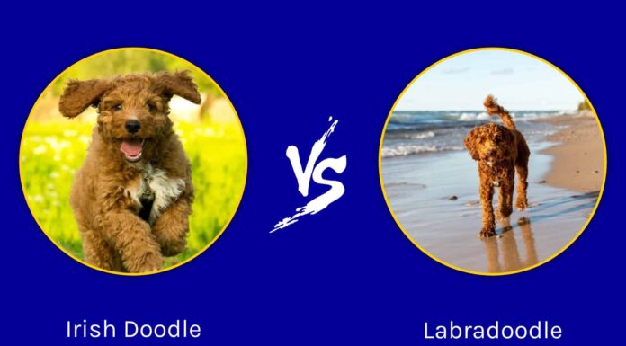 Irish Doodle vs Labradoodle: quali sono le differenze?
