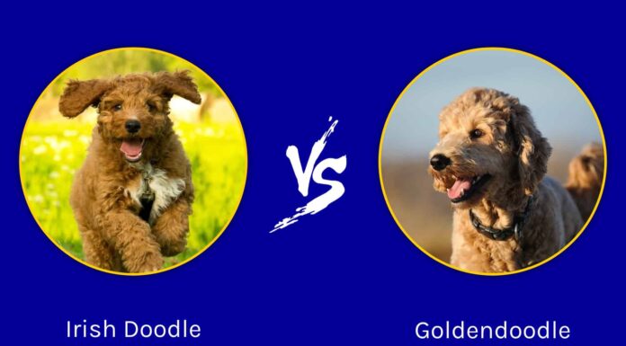 Irish Doodle vs Goldendoodle: quali sono le differenze?
