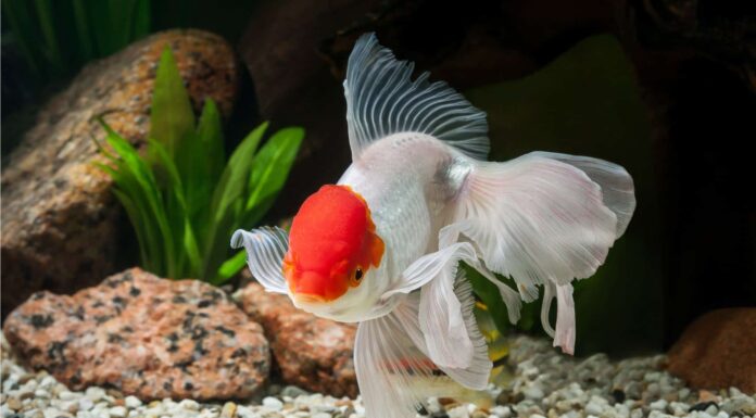 8 pesci più intelligenti
