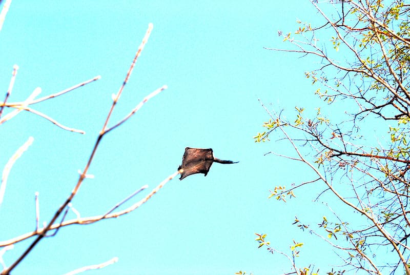 Scoiattolo volante che scivola tra gli alberi