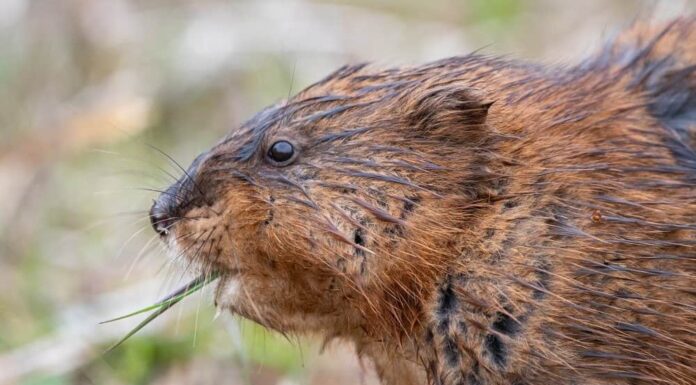 10 fatti incredibili sui topi muschiati
