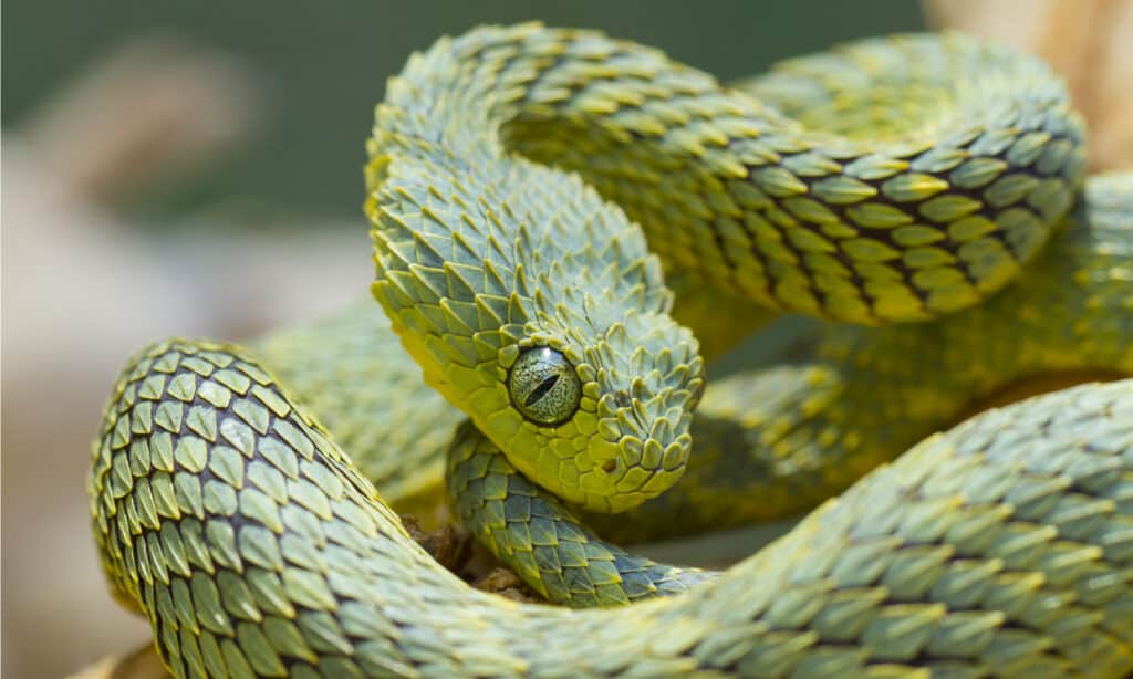 Vipera verde del cespuglio