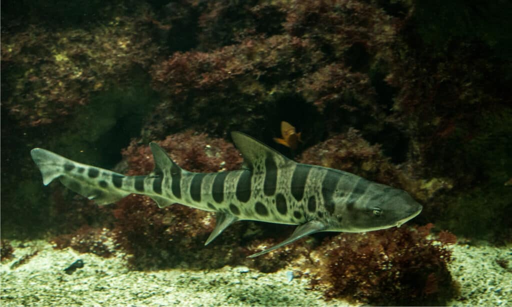 Lo squalo leopardo è un pesce attivo che nuota con un movimento ondulatorio.