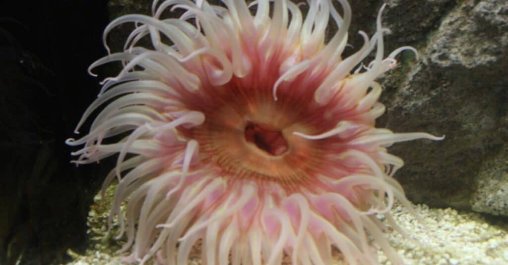 Anemone di mare rosa che galleggia lungo il fondo del mare.