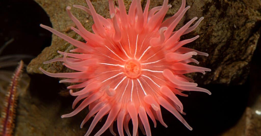 Animali che sembrano piante - Anemone di mare