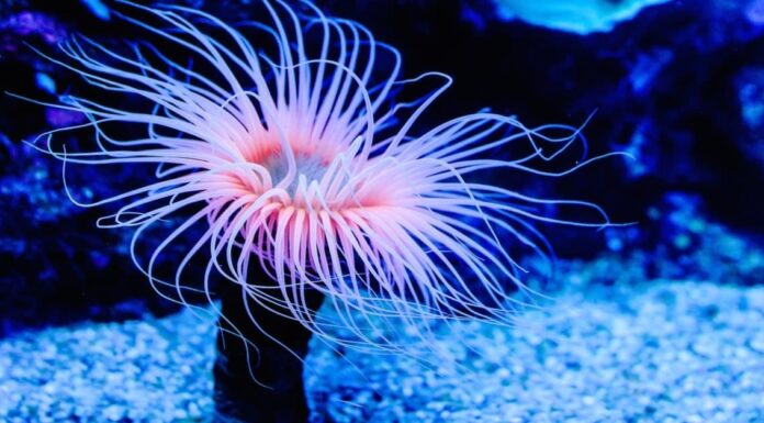 10 fatti incredibili sull'anemone di mare
