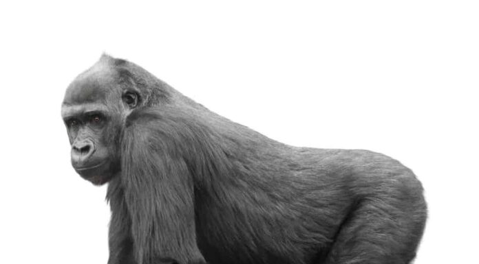 10 fatti incredibili sui gorilla di montagna

