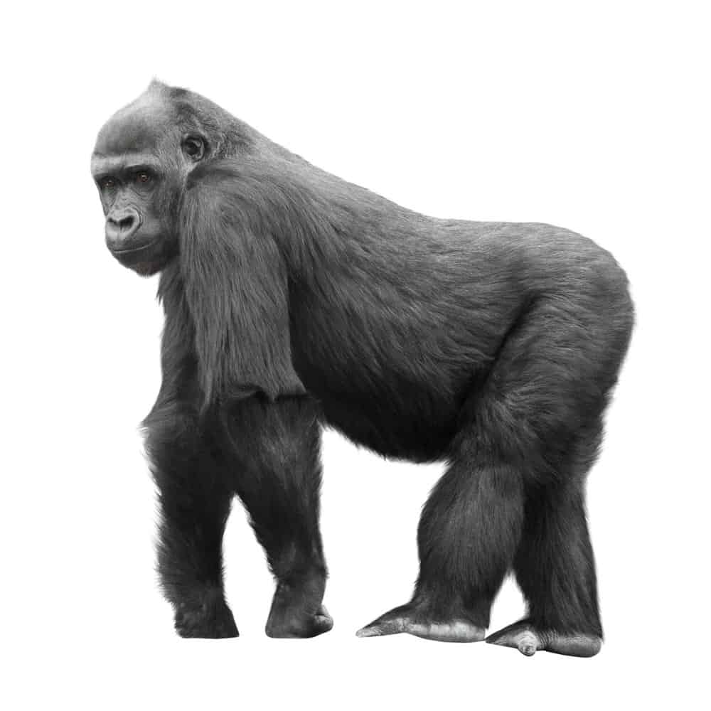 Gorilla di montagna (Gorilla beringei beringei) - gorilla di montagna argentato su sfondo isloato