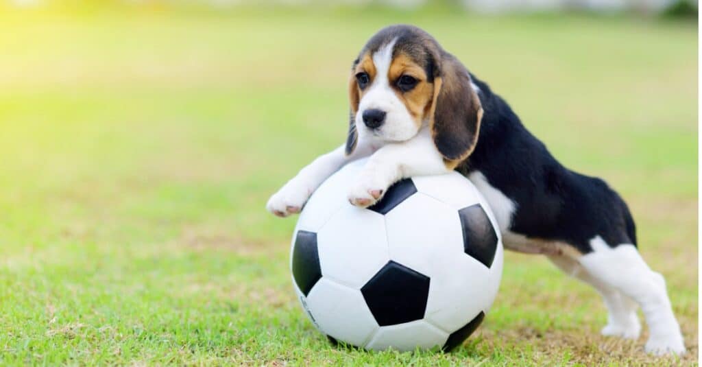 cucciolo di beagle che gioca con un pallone da calcio