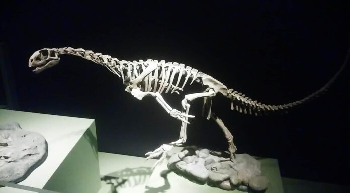 Incontra il grande dinosauro scoperto da un bambino di 7 anni
