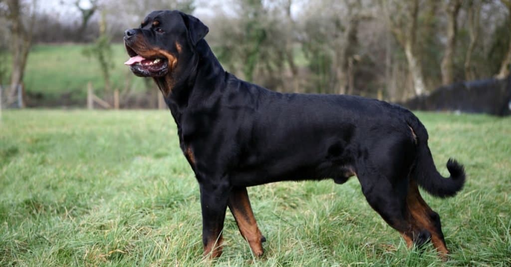 Razze di cani più costose: Rottweiler