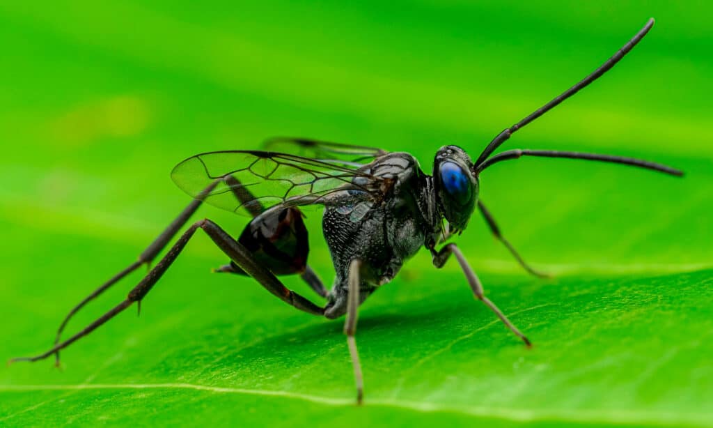 Evania appendigaster, nota anche come vespa guardiamarina dagli occhi azzurri