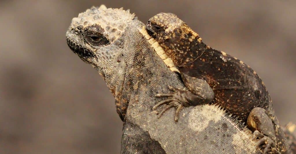 Un cucciolo di iguana marina cavalca sul dorso di sua madre isolato e protetto dal caos di una colonia di iguane marine molto grande sulle Isole Isabella nelle Galapagos, Ecuador