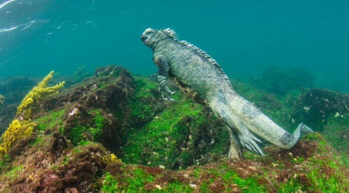 10 fatti incredibili sull'iguana marina
