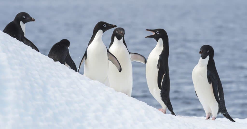 I pinguini di Adelia saltano dall'iceberg in Antartide