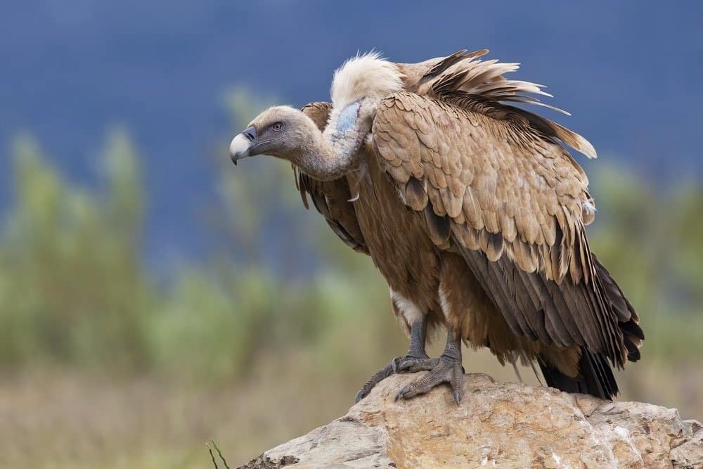 Un avvoltoio appollaiato su una roccia.