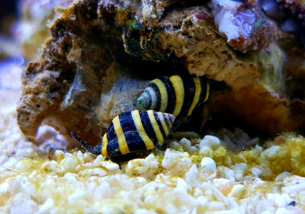 Lumache assassine (calabrone) in acquario