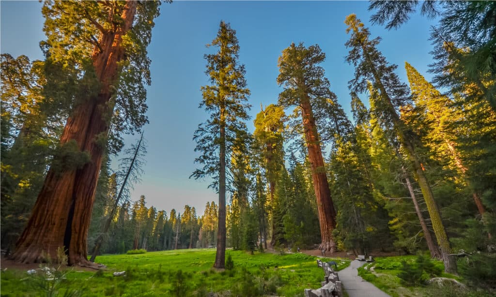 Parco nazionale di Sequoia e Kings Canyon