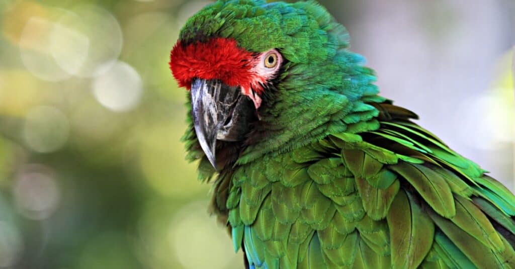 I più grandi pappagalli - Great Green Macaw