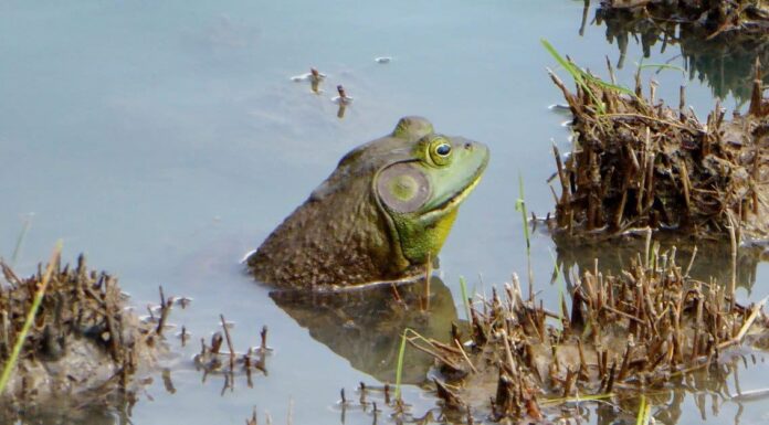 Bullfrog vs Toad: come distinguerli
