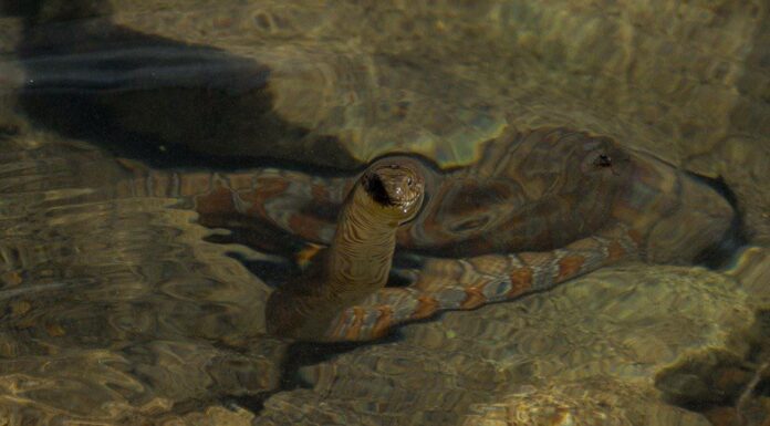 Incontra 5 serpenti del fiume Colorado
