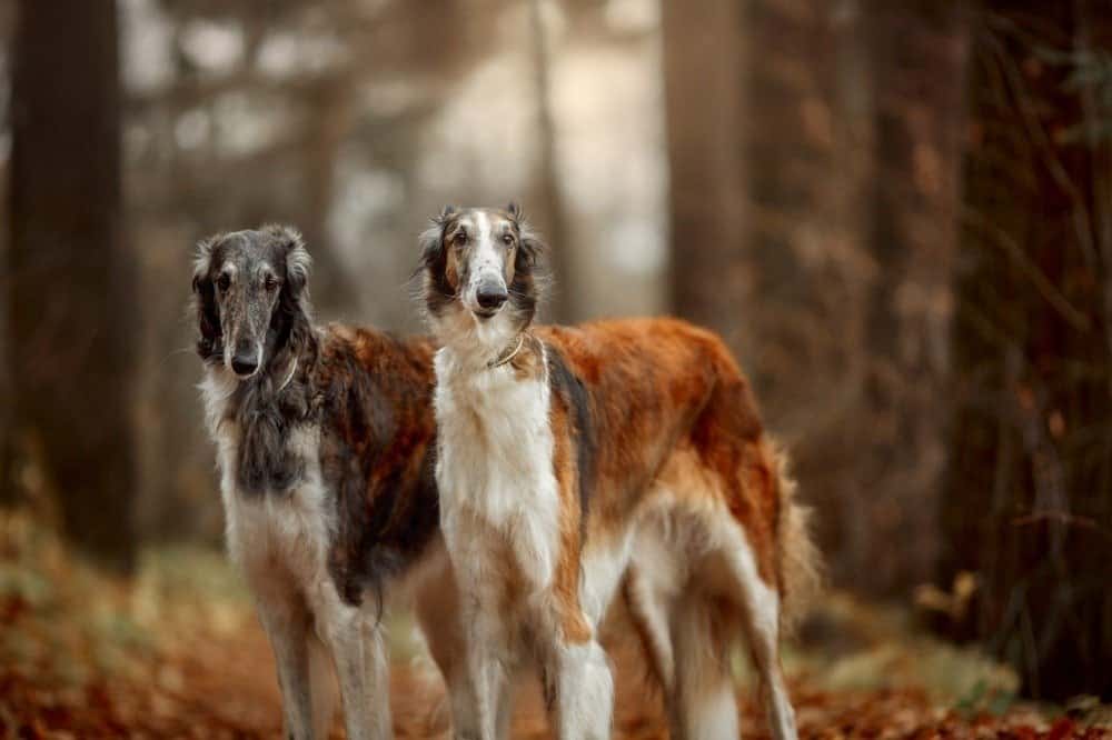 Due cani borzoi in piedi in una foresta.