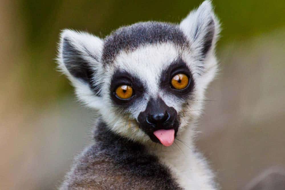 Un primo piano di un lemure con la lingua di fuori.