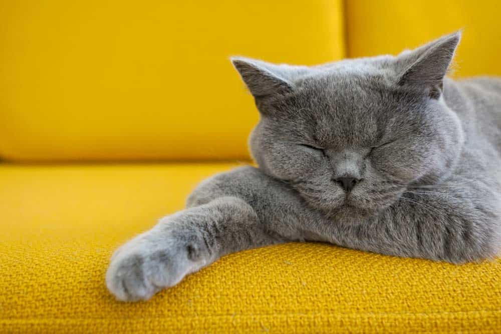 Un gatto grigio che dorme su un divano giallo.