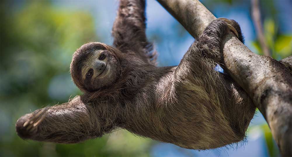 Un bradipo appeso a un ramo di un albero.