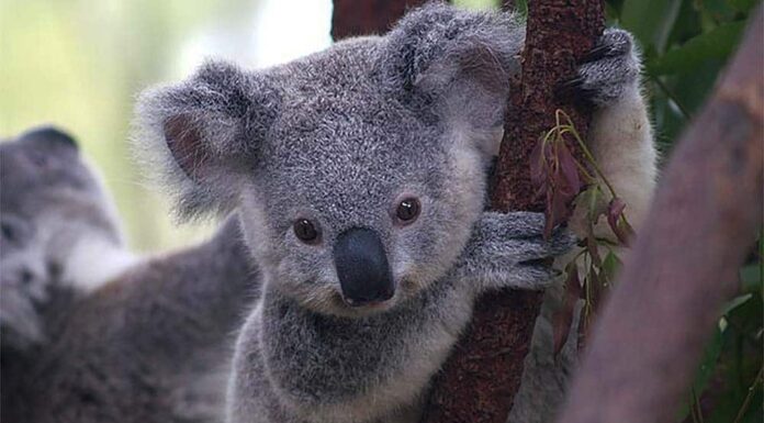 Guarda questo adorabile cucciolo di koala cavalcare la mamma come un piccolo zainetto
