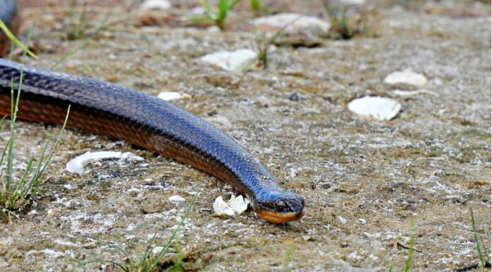North Florida Swamp Snake
