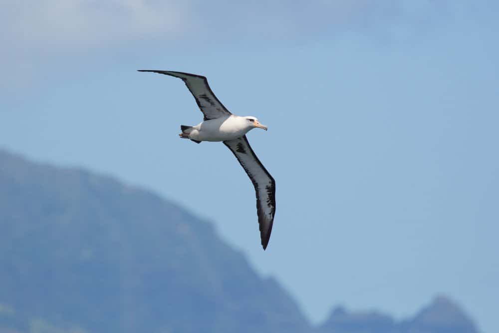Un albatro di Laysan che vola nel cielo azzurro vicino alle montagne.