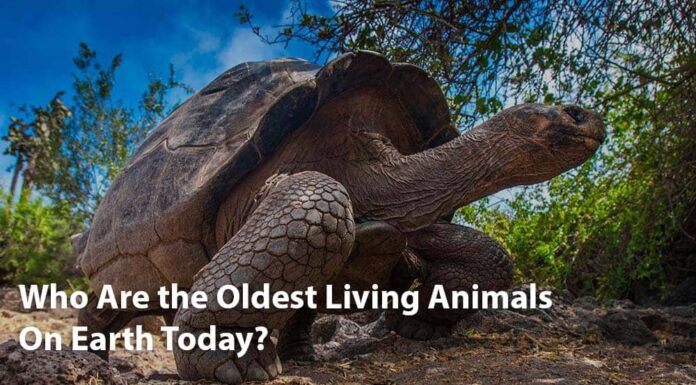 Gli animali viventi più antichi sulla Terra oggi
