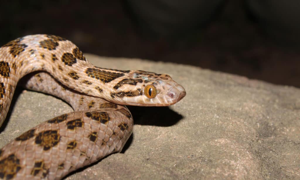 Serpente di roccia maculato