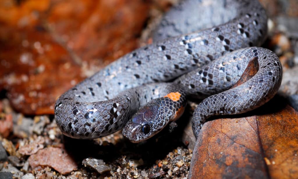 Serpente lumaca a macchie bianche (Pareas margaritophorus)