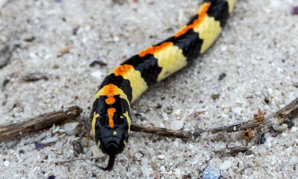 Serpente arlecchino maculato (Homoroselaps lacteus)