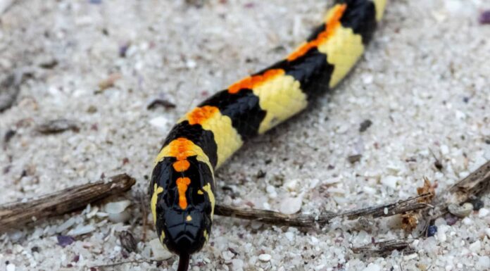  Yellow Spotted Wolf snake