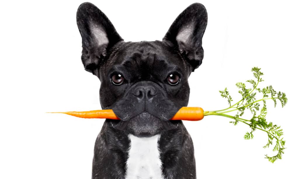 Bulldog francese con carota in bocca su sfondo bianco