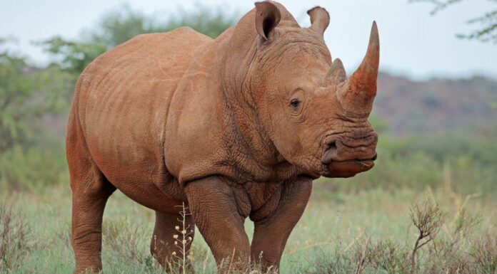 I rinoceronti neri sono estinti?
